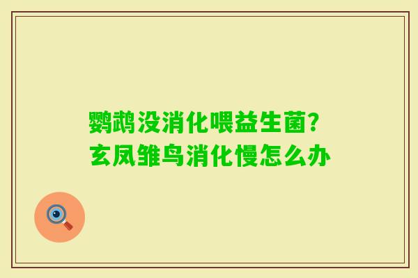鹦鹉没消化喂益生菌？玄凤雏鸟消化慢怎么办
