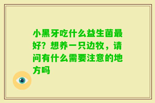 小黑牙吃什么益生菌好？想养一只边牧，请问有什么需要注意的地方吗