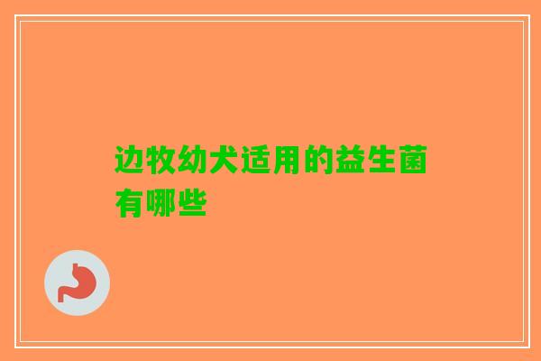 边牧幼犬适用的益生菌有哪些
