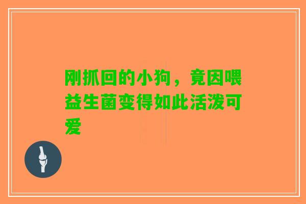 刚抓回的小狗，竟因喂益生菌变得如此活泼可爱